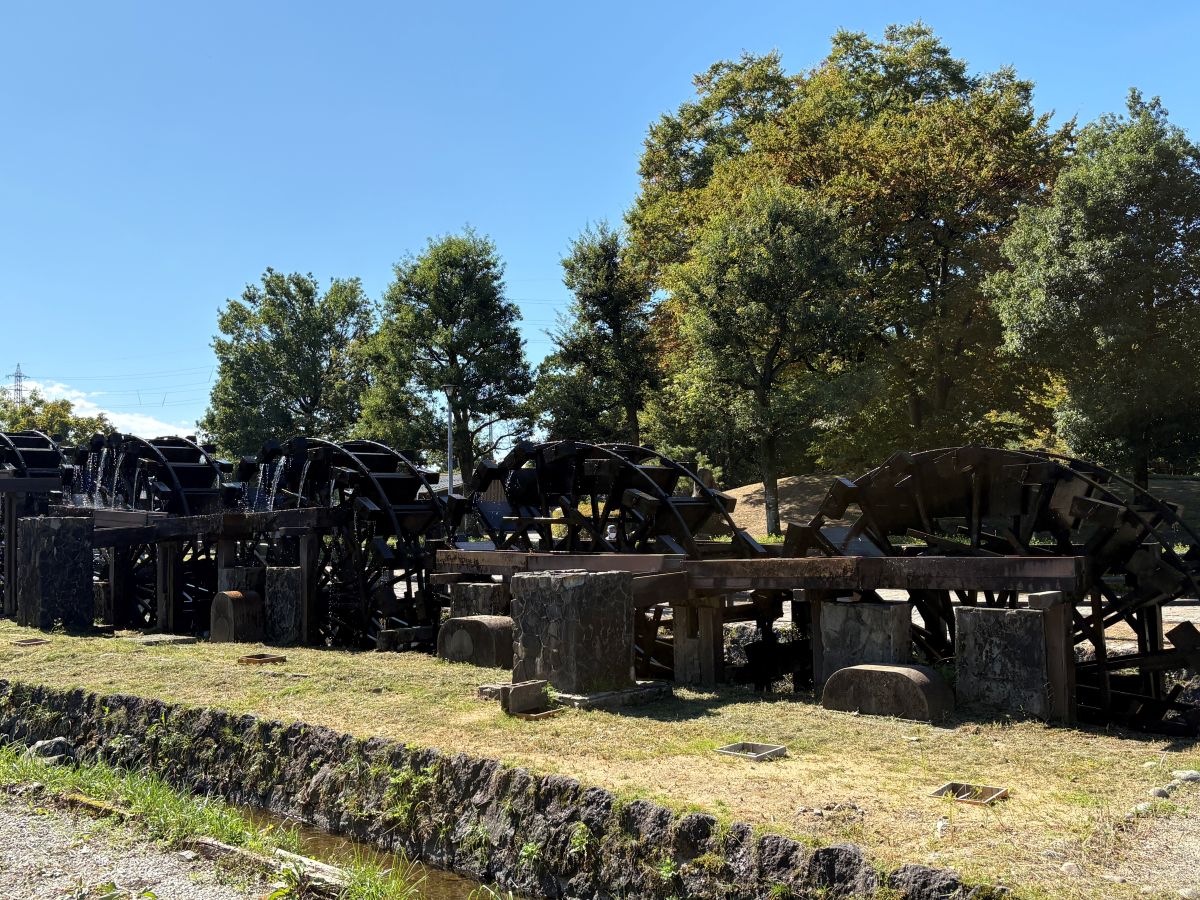 チューリップ公園のコキアを見てきたよ！