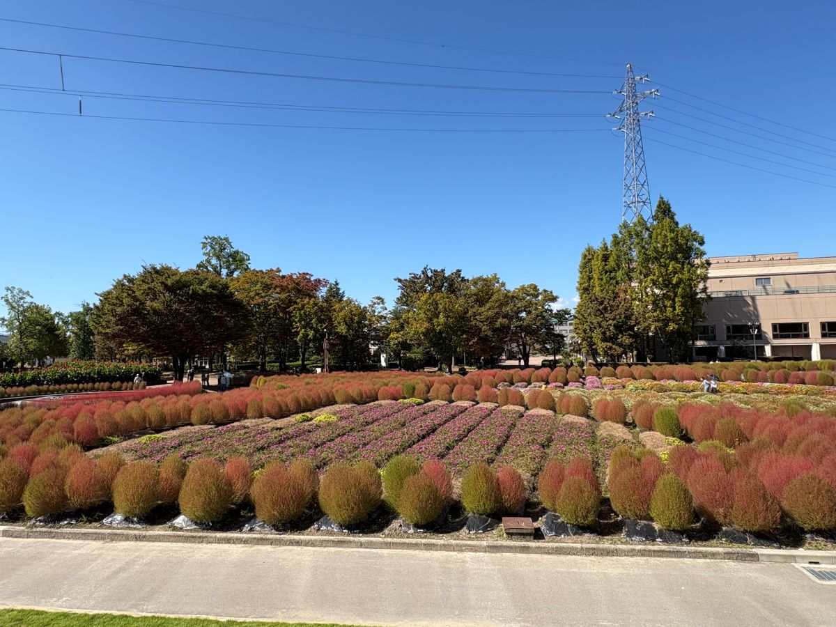 チューリップ公園のコキアを見てきたよ！