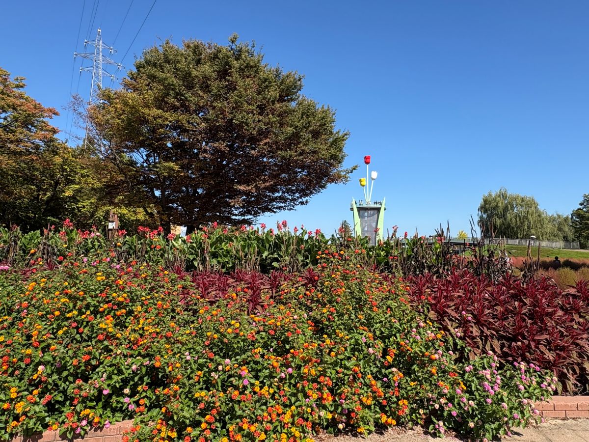 チューリップ公園のコキアを見てきたよ！