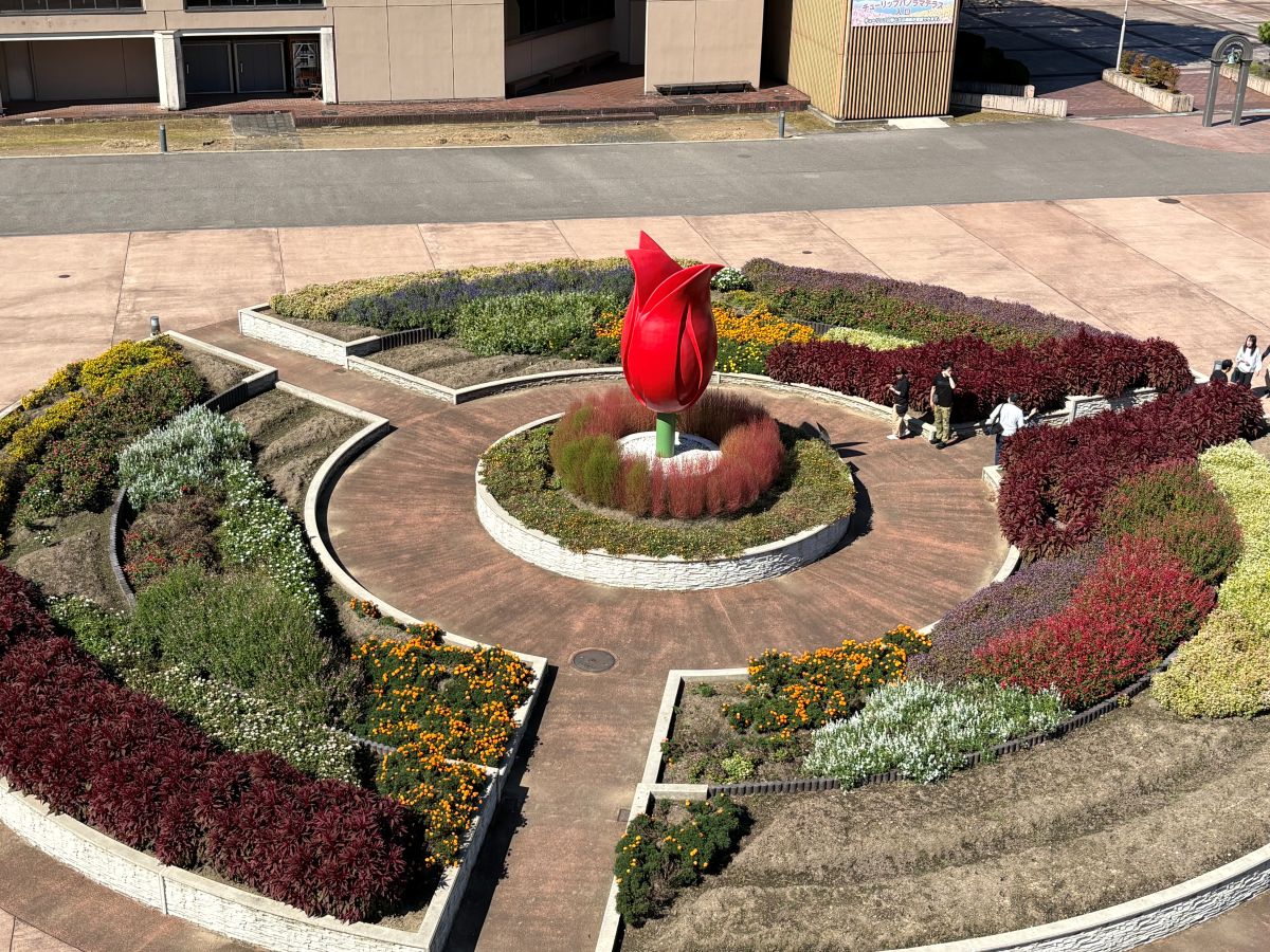 チューリップ公園のコキアを見てきたよ！