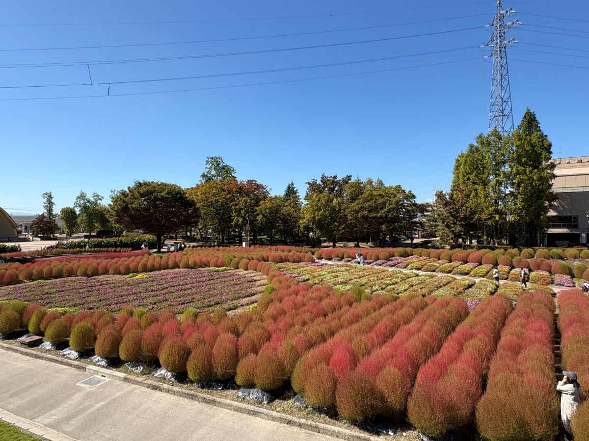 チューリップ公園のコキアを見てきたよ！